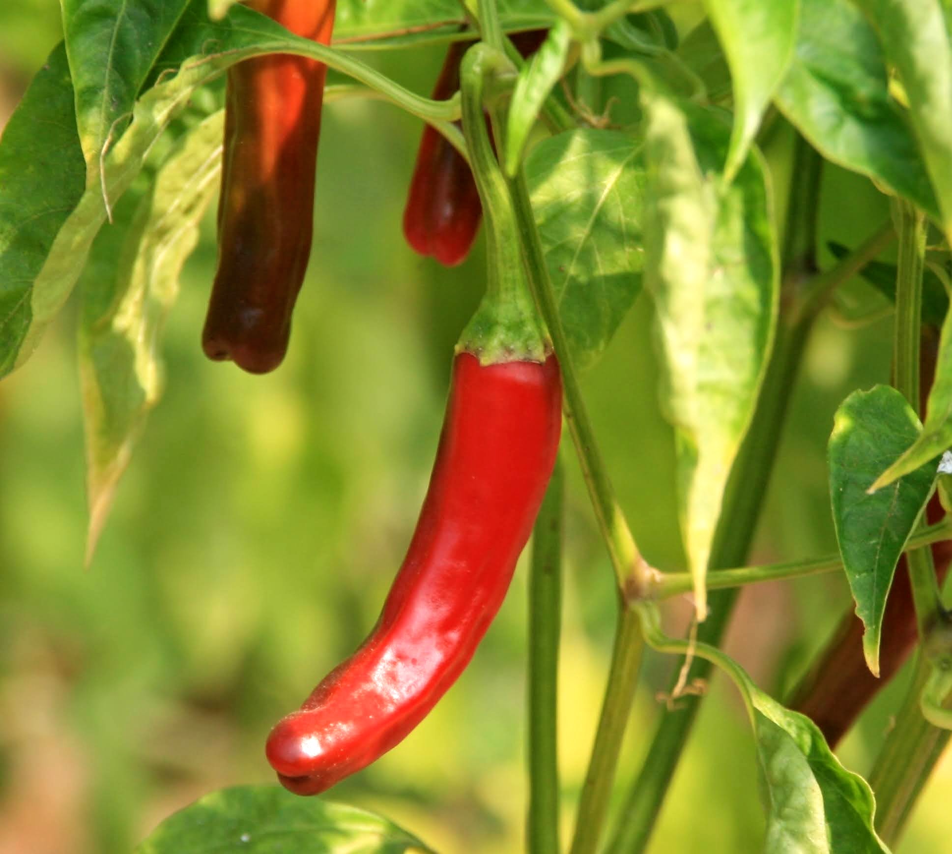 Piment indigène rouge